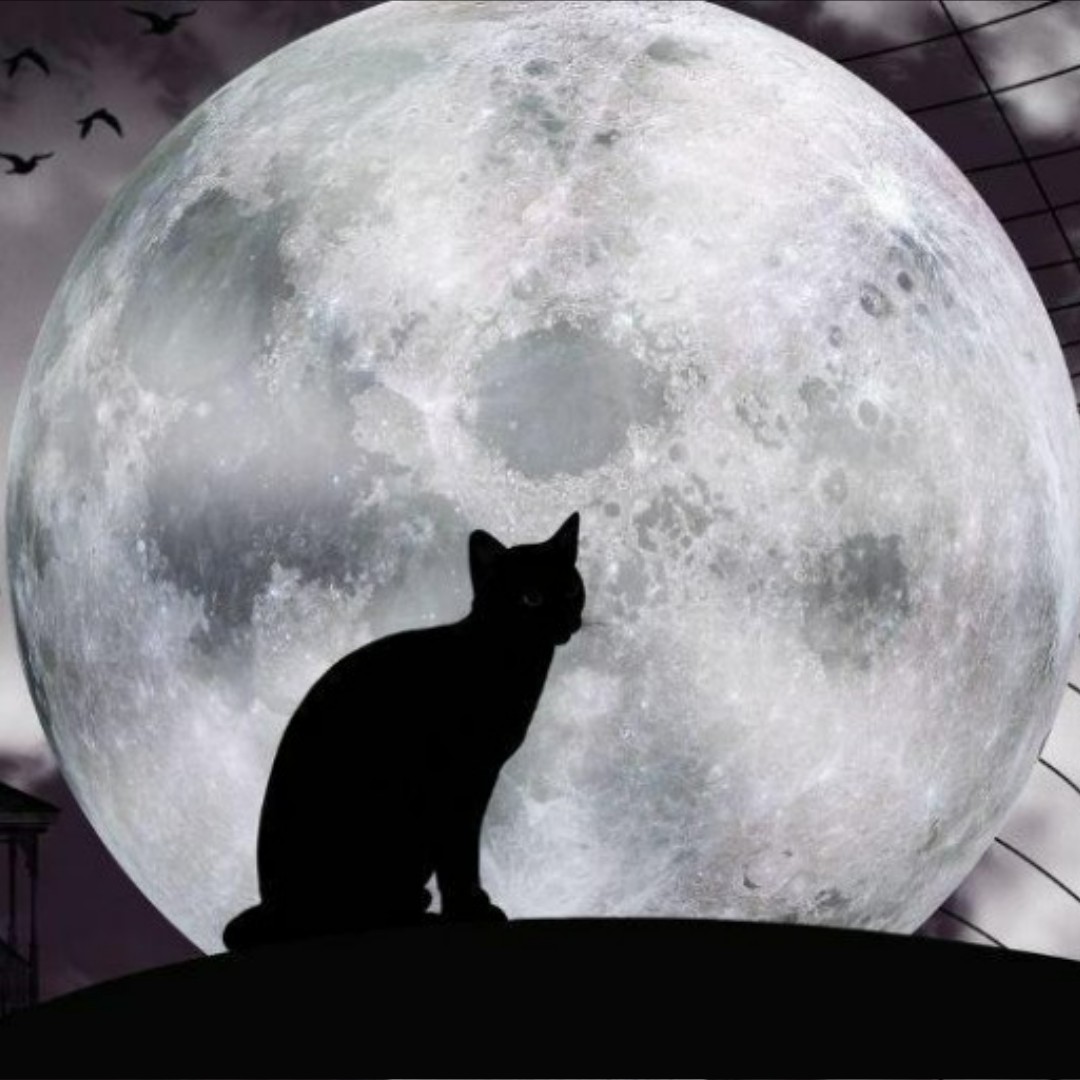 BOO! This October half term join us for a spooky scavenger hunt around the museum and win a sticker.

Embrace spooky season and get creative by making your very own lucky black cat.

All activities are included in museum admission.

Tues 20 Oct - Sat 2nd Nov 
10.00 - 4.30