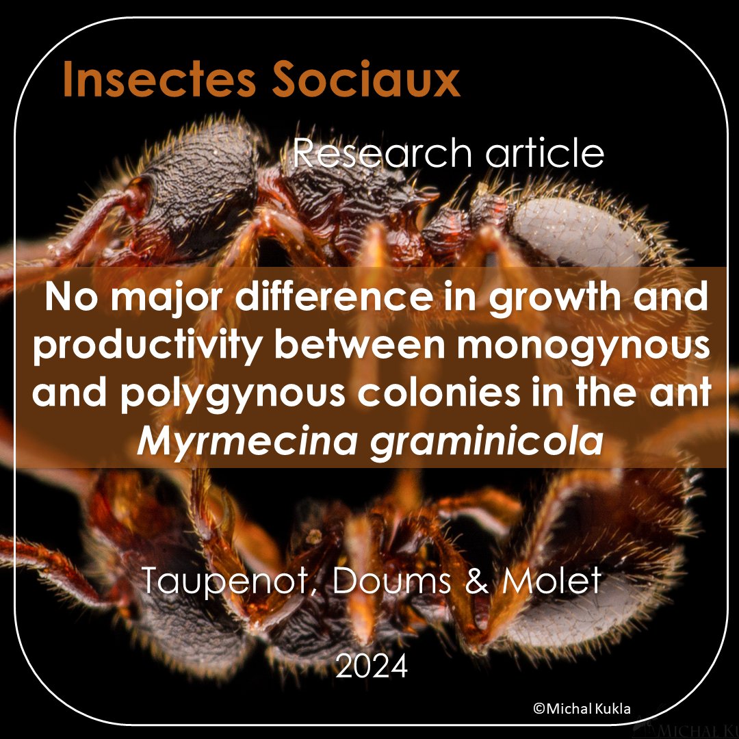 Insectes Sociaux tweet media