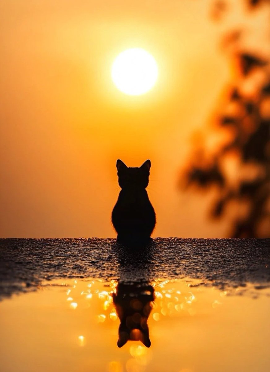 tmszhjh88's tweet photo. The cat in the sunset https://t.co/0oxrmJuU7P
