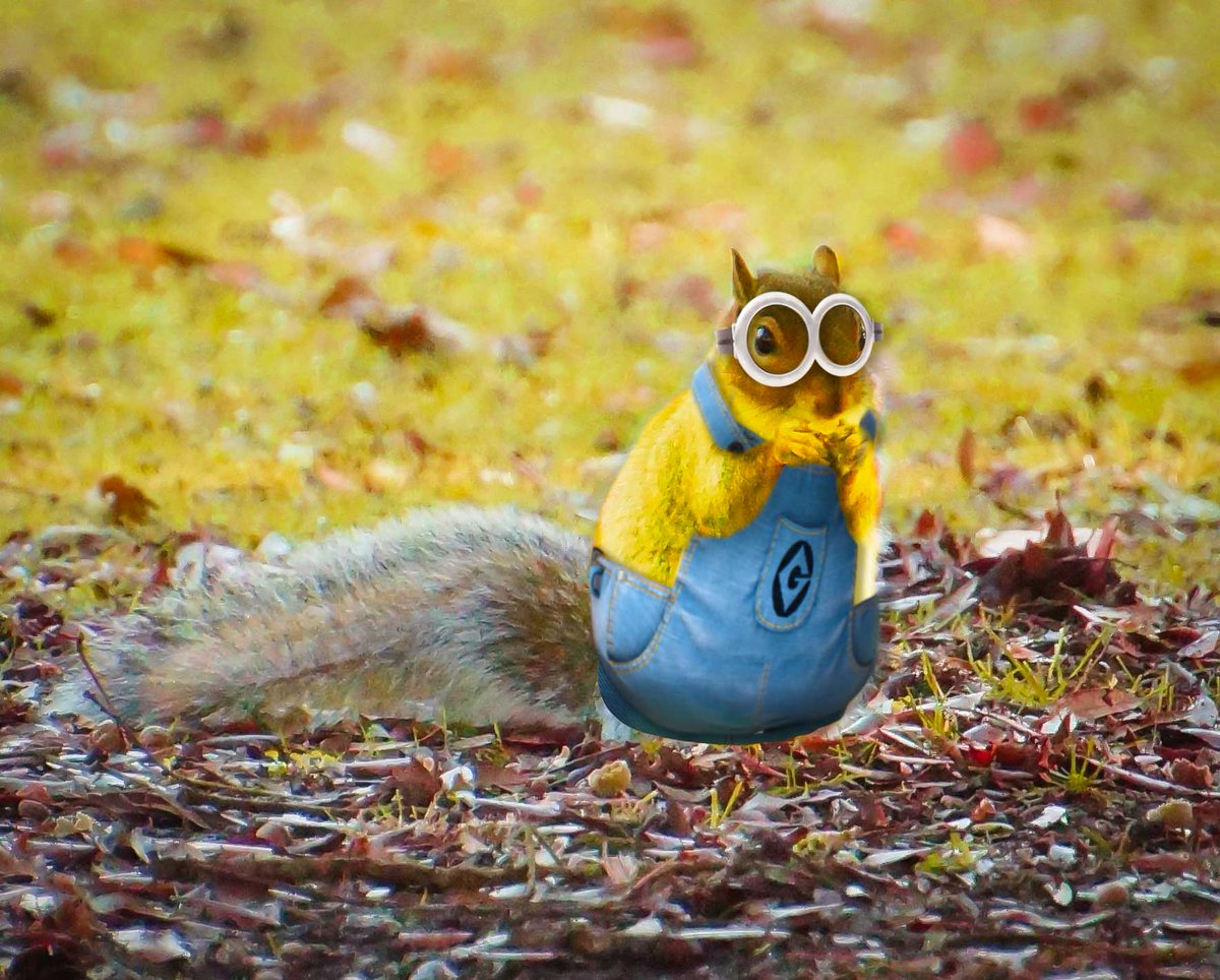 wmsquirrel's tweet image. Bapples! Looking for lots of #bapples this #Halloween!
