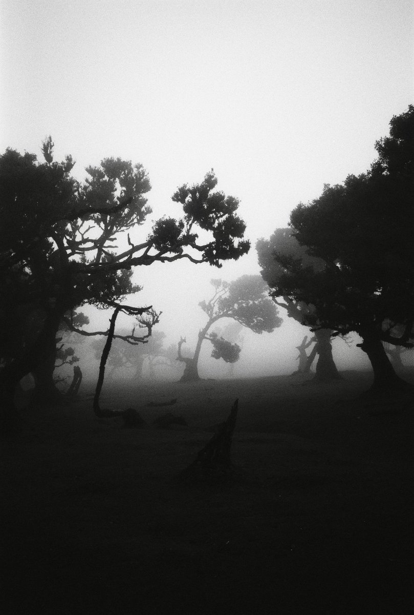 #31themesAnalogChallenge

Jour 31: Spooky.
🎞️: Streetpan 400