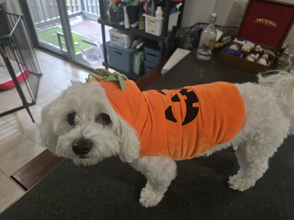 LyndonMain's tweet photo. @BrentHodgson Teen is having friends over, one came in a giant inflatable dinosaur costume. This little pumpkin was NOT impressed https://t.co/MKtix4m2RY