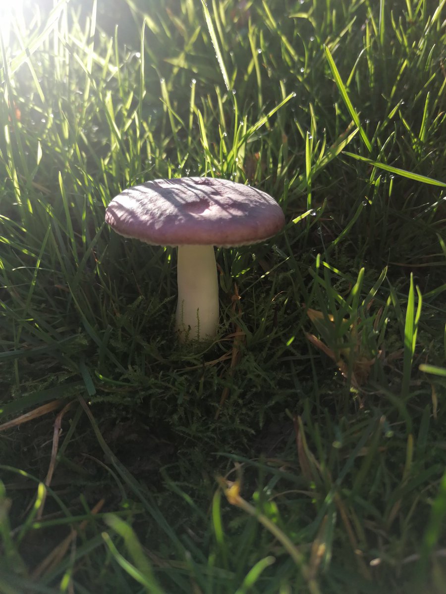 Perfect Russula*
*perhaps