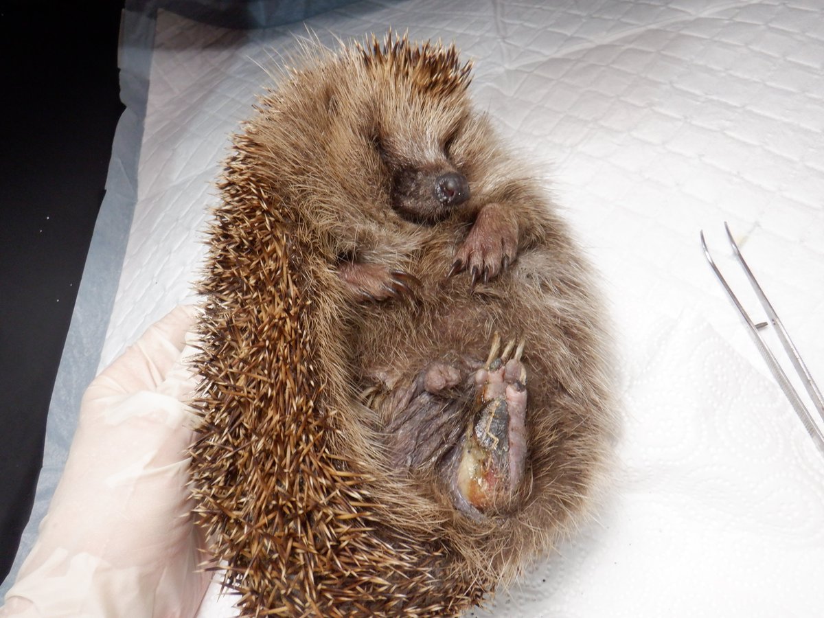 Hedgehog Cabin tweet media