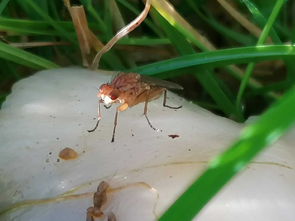 Mushroom with bug, double points !