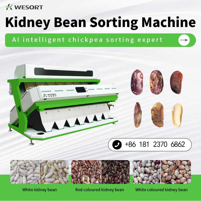 Chinawesort's tweet image. WESORT Beans Color Sorter Machine, can be applied into Coffee beans sorting, White or Black beans,Mung Beans's Processing plant,for separating the defects and remove the unwanted mateiral out, to improve the quality of the end products.#KidneyBean  #ColorSorter #WESORT #beans😉😊