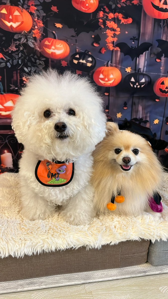 25sm25's tweet photo. ハッピーハロウィン🎃👻
お友達の素敵なお家でハロウィンパーティーしたよぉ✨🏠🐶🥰

#halloween2024 
#ビションフリーゼ
#ポメラニアン
#トイプードル
#チワワ https://t.co/uZEzi623Oc