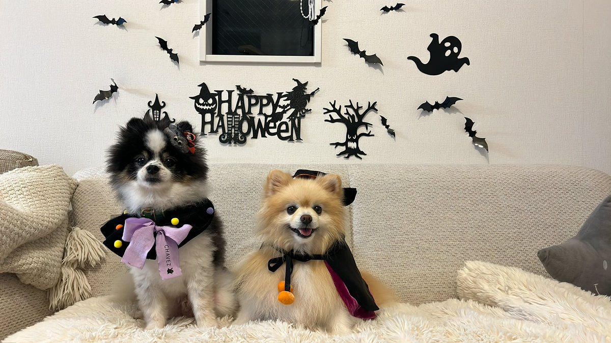 25sm25's tweet photo. ハッピーハロウィン🎃👻
お友達の素敵なお家でハロウィンパーティーしたよぉ✨🏠🐶🥰

#halloween2024 
#ビションフリーゼ
#ポメラニアン
#トイプードル
#チワワ https://t.co/uZEzi623Oc