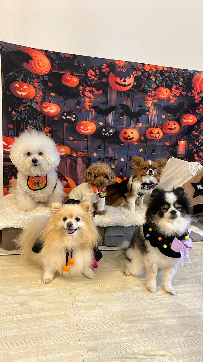 25sm25's tweet photo. ハッピーハロウィン🎃👻
お友達の素敵なお家でハロウィンパーティーしたよぉ✨🏠🐶🥰

#halloween2024 
#ビションフリーゼ
#ポメラニアン
#トイプードル
#チワワ https://t.co/uZEzi623Oc