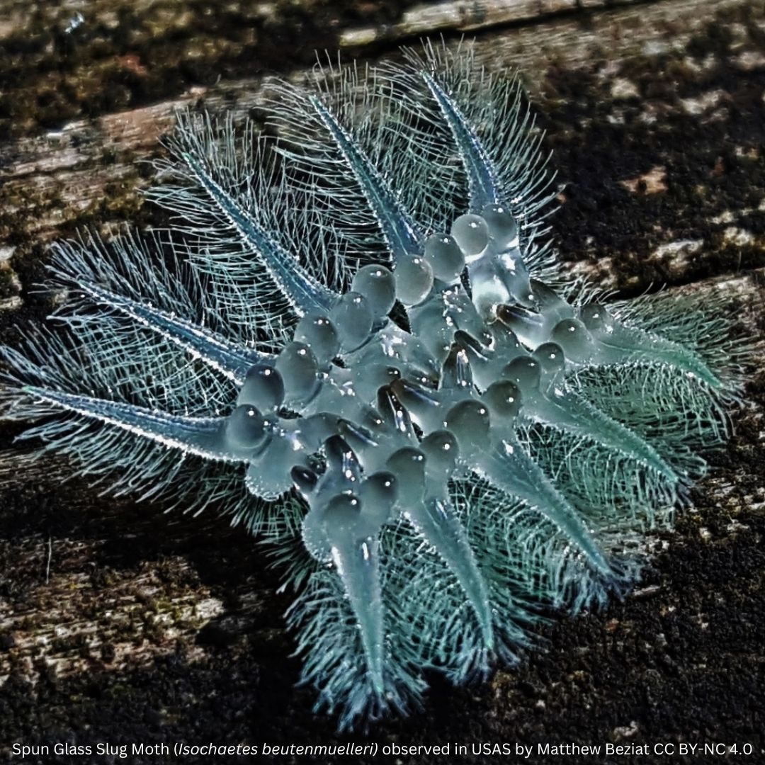 🎃  Creep-ing it real for #Halloween!

Although these species have #spooky associations, we think #data is the best way to get to know their true colours! 

🦇 buff.ly/484UEuS 
🐛 buff.ly/4dO6jQe 
🕷️ buff.ly/3Y1JyT3 
💙 buff.ly/3zY7GxK
