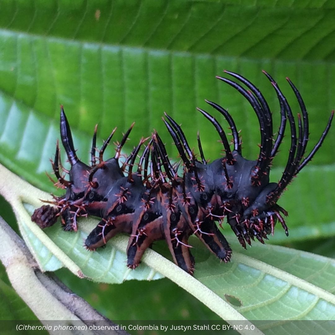 GBIF @biodiversity.social/@gbif tweet media