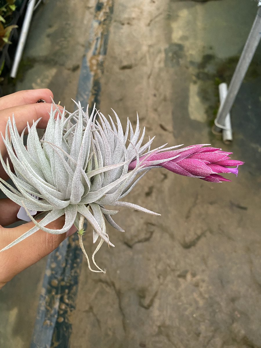 ブロメリア・エアープランツ Tillandsia 'Lavender Frost' ブロメリア・エアープランツ Tillandsia 'Lavender Frost' ブロメリア