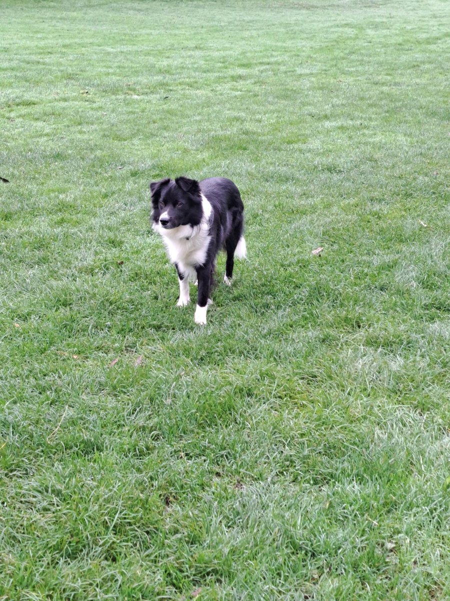 Johanne Hudson-Lett🇯🇲 (@johl73) on Twitter photo I had a conversation with a colleague yesterday about how X seems to have changed and not for the better. So I decided to post some doggy pics to add some lightness to your feed. #collie #JackRussel 💜 I had a conversation with a colleague yesterday about how X seems to have changed and not for the better. So I decided to post some doggy pics to add some lightness to your feed. #collie #JackRussel 💜