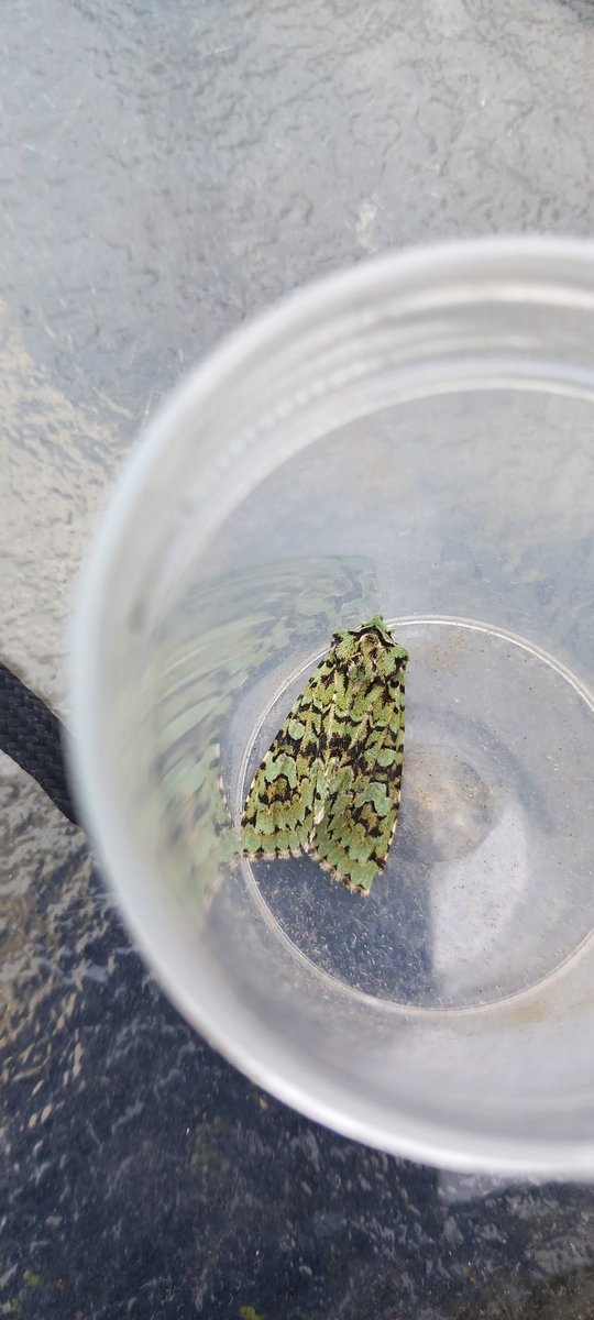 At last a Merveille du Jour in the trap last night. Cliffe, Kent.