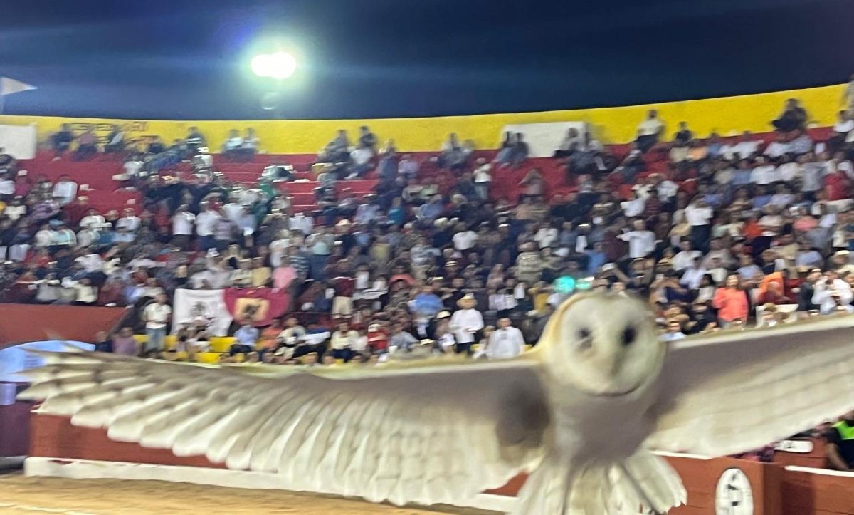 DYDeportes's tweet photo. Jueves Taurinos: La Plaza Mérida le da gran impulso a la fiesta https://t.co/1NeBWIDukQ https://t.co/4bz12elmWz