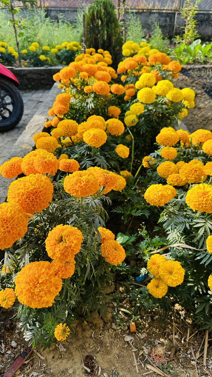 Pushparajbas's tweet photo. तिहार, शुभदिपावली, नेपाल संवत् ११४५ तथा छठ  
पर्वको सम्पूर्ण नेपालीजनमा हार्दिक मंगलमय शुभकामना! #happytihar #Dipawali #Nepalsambat #chat https://t.co/p485O3ZG0h
