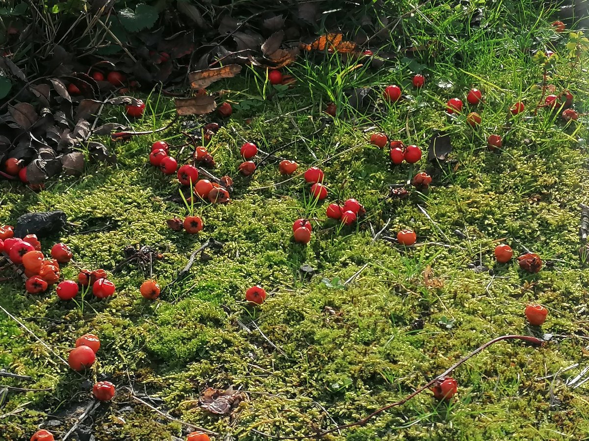 Moss &amp; rowan berries
