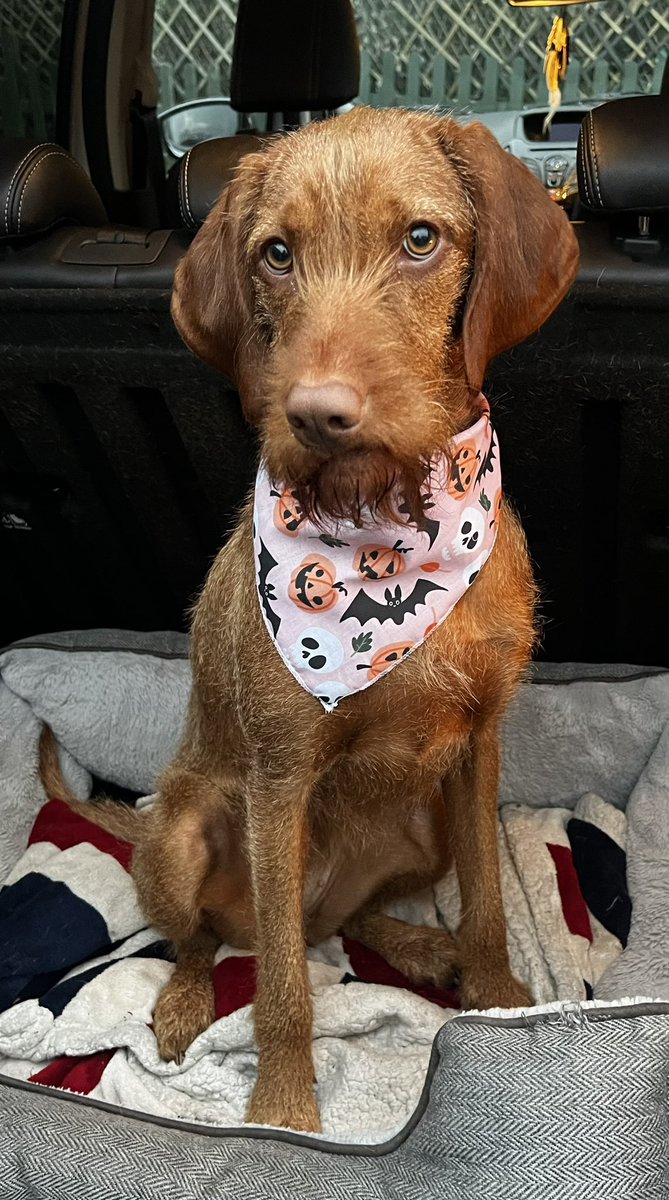 Beth Scattergood tweet media