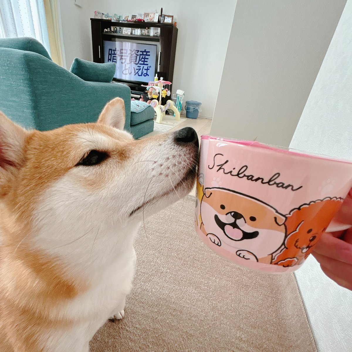 豆柴のいる生活 - Search / X