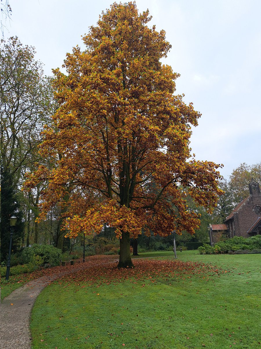 Kees Jan de Vet tweet media