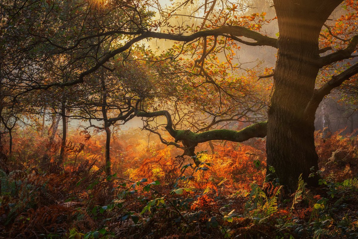Day 24 of my futile one-woman crusade to keep real images popping up on your feed rather than AI.

One of my favourite trees in Sutton Park, Birmingham, on a chilly, misty autumn morning. I like that the branches look wizened, reaching out, and the carpet of bracken 🧡