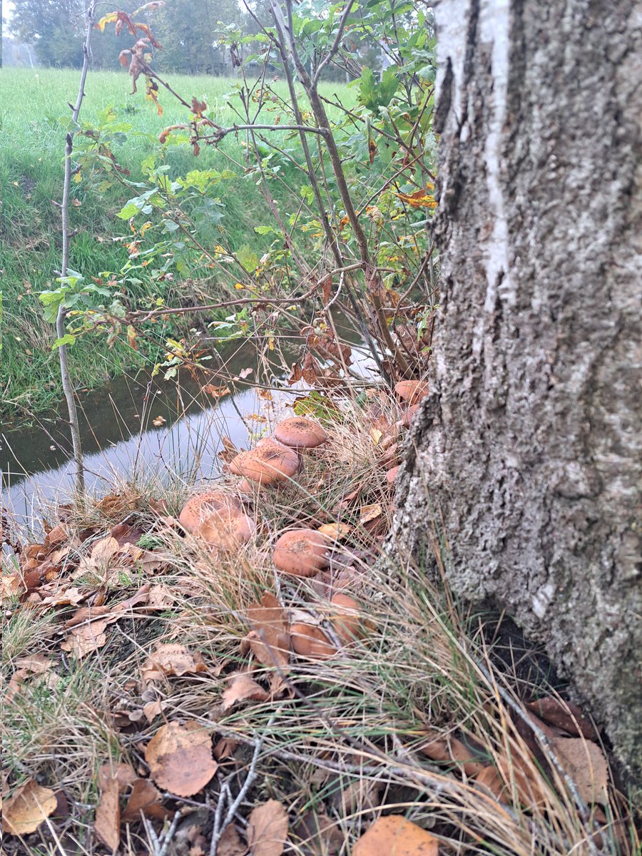 LCSEA's tweet image. Herfst in de berm 🍄🍂🍁 #paddenstoelen