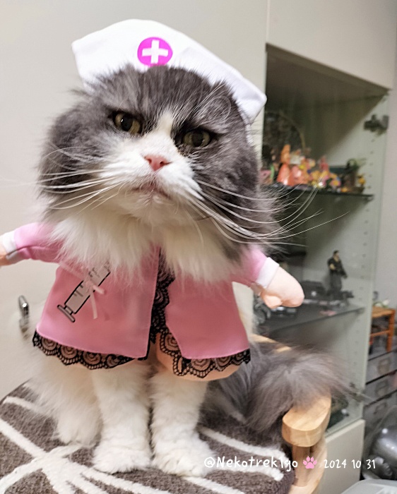 Nekotrek1go's tweet photo. #ハロウィンにゃんこまつり #HappyHalloween 
優しいナースさんじゃにゃい
ホラーなナースにゃんでちからメタ怖いんでしゅよ
おやつくれにゃいとぉ...
ちっくん攻撃でしゅよ！！ https://t.co/gqyv6lw6op
