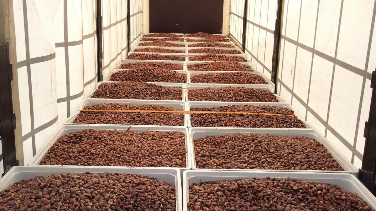 La campaña de la castaña en Aliste abre a 1,5 kilos las de mayor calibre <a href="/opiniondezamora/">LA OPINIÓN DE ZAMORA</a> #Aliste dlvr.it/TFvwmN