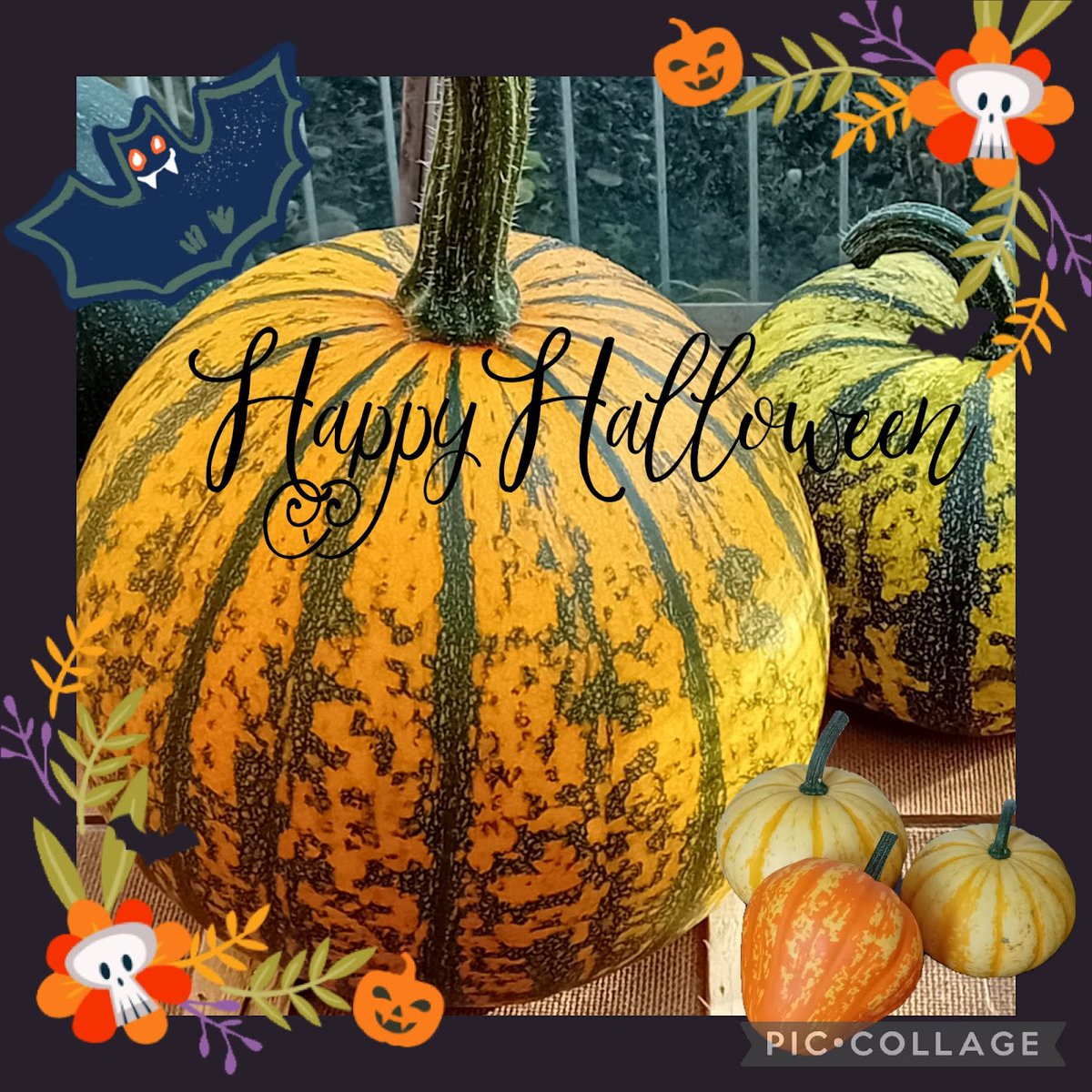 Alison Pailing tweet media