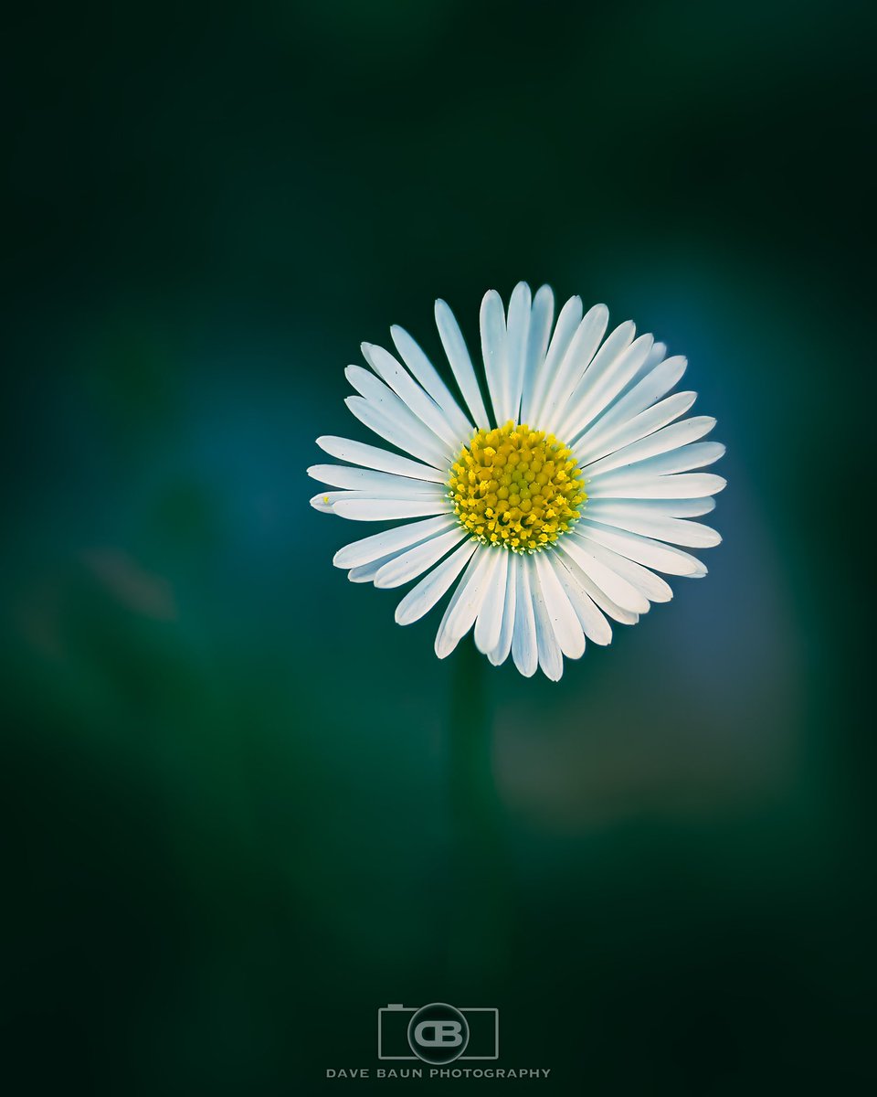 dBaunPhoto's tweet photo. This tiny little daisy caught my attention while hiking through the park. How could I resist? Hand-held, fucos-stacked in camera.

Olympus OM-1
M.Zuiko 12-40 2.8 Pro
40 mm | 1/80 sec | F 2.8 | ISO 200

#Daisy
#Hiking
#KuRingGaiChase
#FocusStacked
#NSW
#Australia
#OMSystem
#OM1 https://t.co/RAvYnmNttY