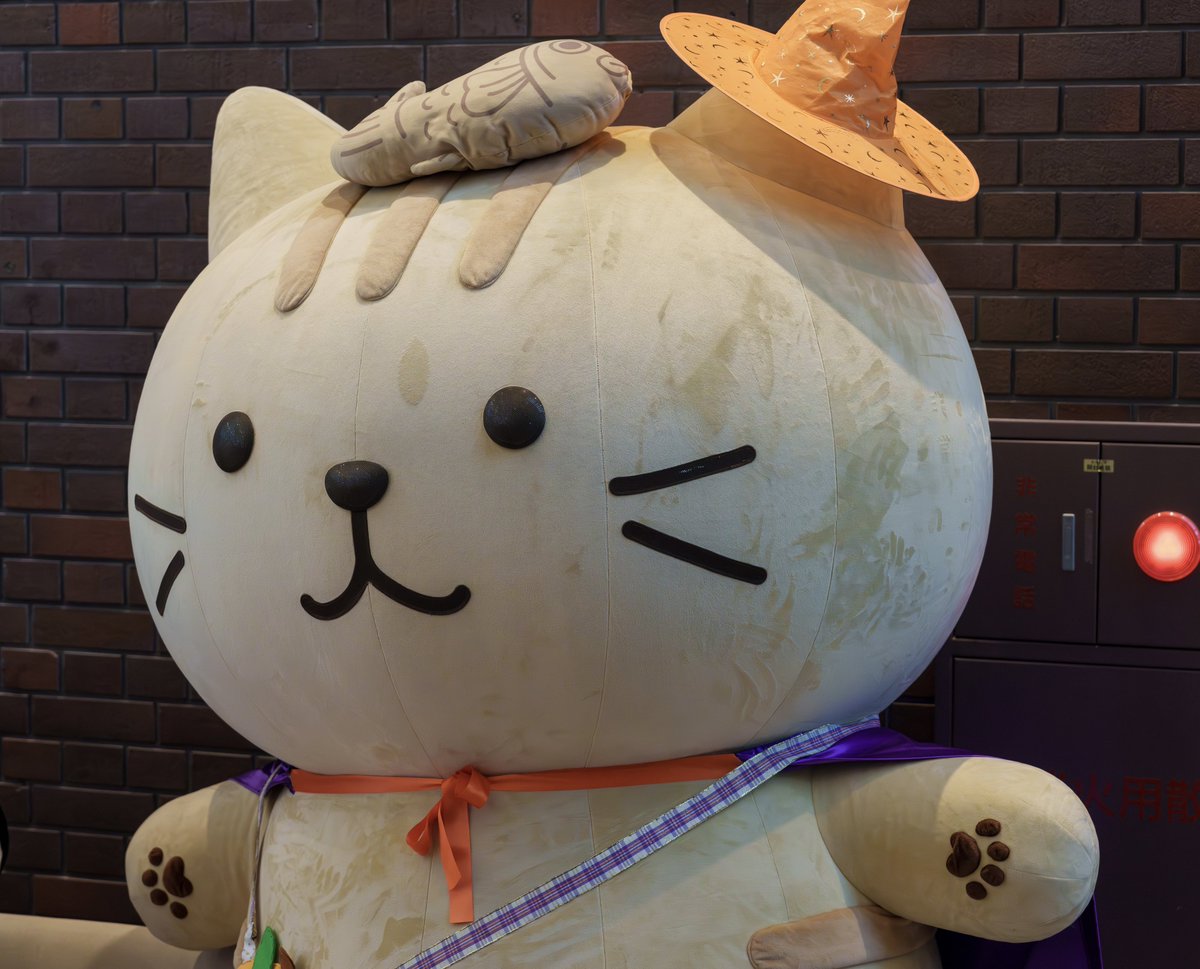 👻 HAPPY #HALLOWEEN   💀
10/27 #HAPiNS 横浜ワールドポーターズ店 #ふくふくにゃんこ撮影会 #ハロウィン  衣装のチャチャ丸さん🪄

trick or taiyaki 🦇

#ふくふくにゃんこ 
#ふくふくにゃんこ集会