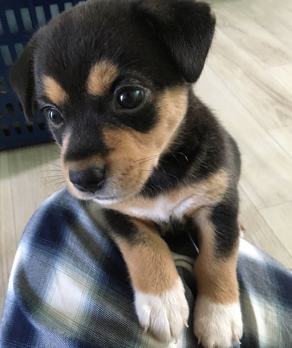 잇잔아
난 사실 똥개도 조은데
타키너구리가너무조아
너굴이탘굴이