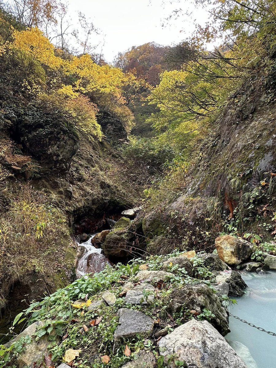 Awesome autumnal weather to be visiting Tsubame Onsen #燕温泉

秋晴れなので、燕温泉（新潟県妙高市）の野天風呂、河原の湯と黄金の湯に、もみじ狩りに出かけました。気温は12.5℃。もう少し寒くならないと、紅葉がすすみません。平日なのに、結構、人が多かったです

joetsu-myoko.com/japan-onsen/my…