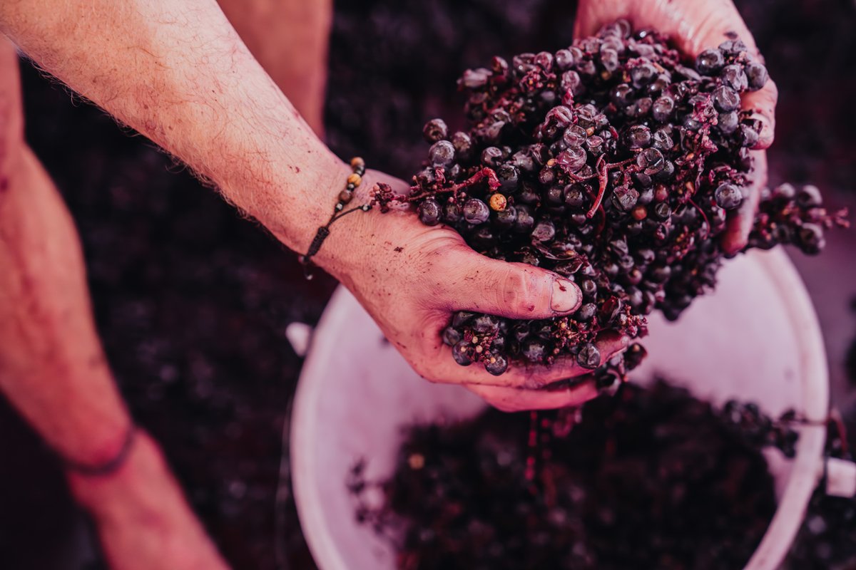 “As much as you can strip down the winemaking, you always frame it through your picking decisions, through the things that you don’t do. I think you are always going to have that footprint or fingerprint on the wine.” Guild Member John Seccombe