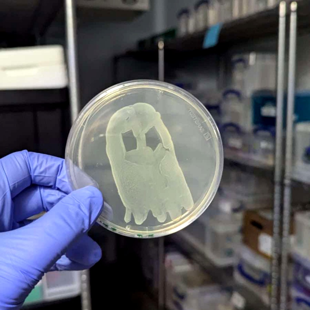 ReadingBioSci's tweet photo. 👻Get into the Halloween spirit with some spooky science!
Postdoc @LadyInALabcoat created these eerie agar plates using an OP50 strain of E. coli on LB agar
Halloween has never been this microscopic…or this cool! 💀 #HalloweenScience #MicrobiologyMagic @UniofReading https://t.co/cVZewz4wpz