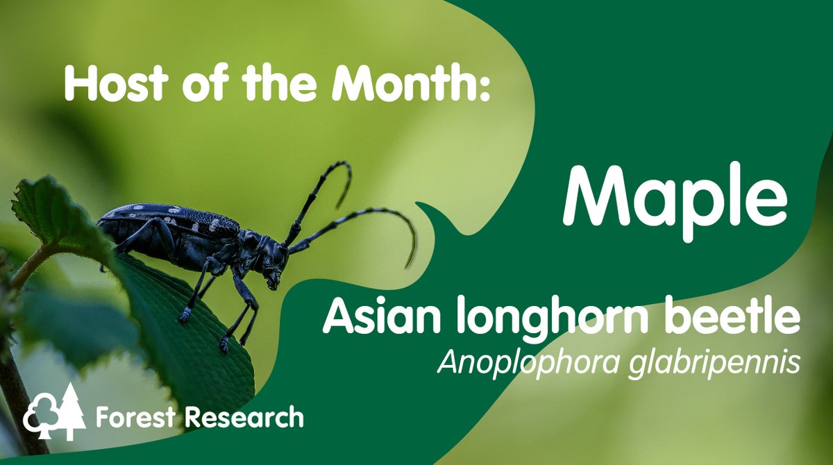Forest_Research's tweet image. 📅🌳 This month&apos;s #HostoftheMonth is #Maple which is a target for the Asian longhorn beetle (Anoplophora glabripennis). While the pest isn&apos;t present in the UK currently, we&apos;re interested to know if it does appear. 

Read up on the #Observatree website: observatree.org.uk/blog/2024/09/h…