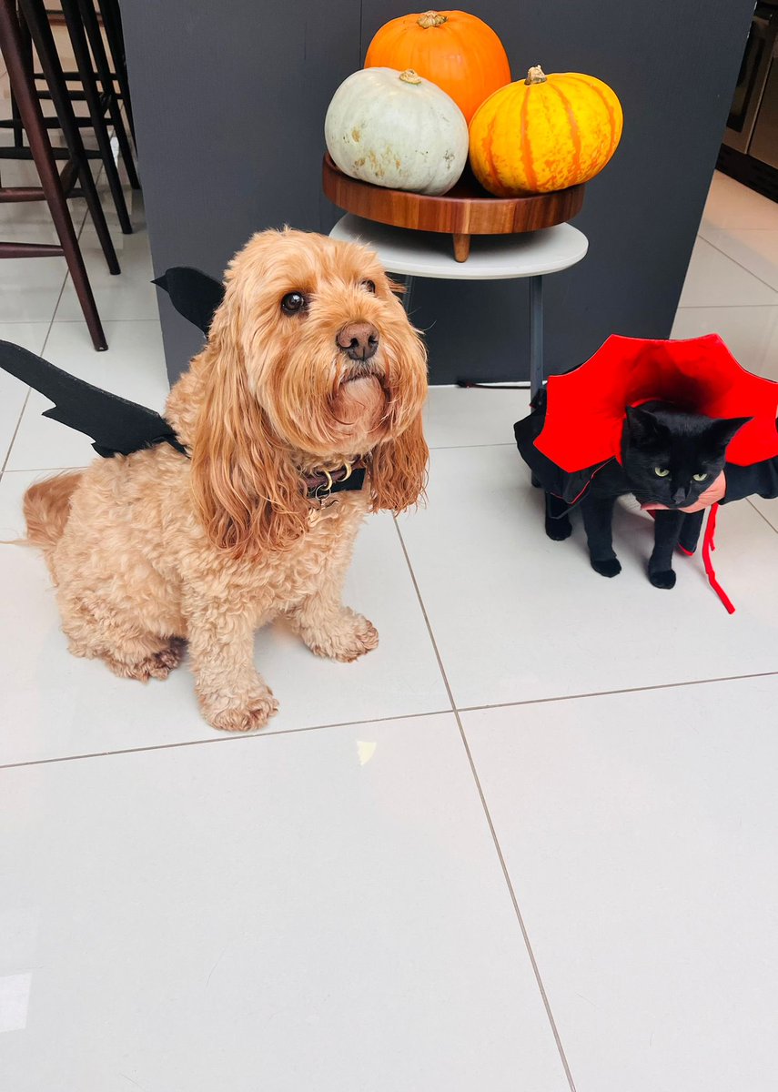 CockapooJuno's tweet image. Happy Halloween Furpals 🎃
Hope you all have a spooktacular day #Halloween #halloween2024