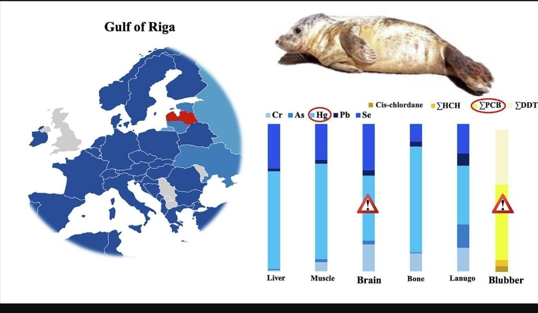 Emma ML (@emmaml_) on Twitter photo Our latest paper in #MarinePollutionBulletin <a href="/ElsevierConnect/">Elsevier</a>. We are very happy for sharing it with you. 👏
#Metals #POPs in #greyseal #BalticSea.
⏩sciencedirect.com/science/articl…
#contaminants #pollution #marinemammals #metals #POPs
<a href="/oceanosphera/">Oceanosphera</a>
<a href="/RigasZoodarzs/">Rīga ZOO</a>
<a href="/fac_mur/">Facultad de Veterinaria de Mur</a> Our latest paper in #MarinePollutionBulletin <a href="/ElsevierConnect/">Elsevier</a>. We are very happy for sharing it with you. 👏
#Metals #POPs in #greyseal #BalticSea.
⏩sciencedirect.com/science/articl…
#contaminants #pollution #marinemammals #metals #POPs
<a href="/oceanosphera/">Oceanosphera</a>
<a href="/RigasZoodarzs/">Rīga ZOO</a>
<a href="/fac_mur/">Facultad de Veterinaria de Mur</a>