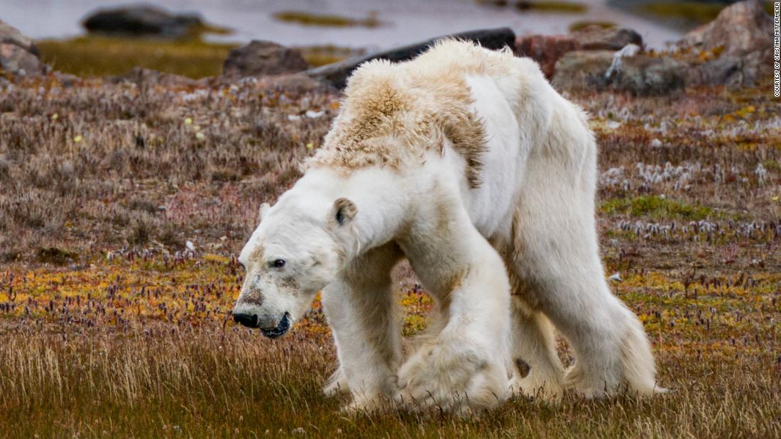 🐻‍❄️ Polar bears, gentle giants of the Arctic, are losing their world as ice melts faster than ever.

Less ice means hunger, shrinking homes, and uncertain futures for their young.

Follow us for updates and share to help protect their fragile world🌍🐻‍❄️🚀