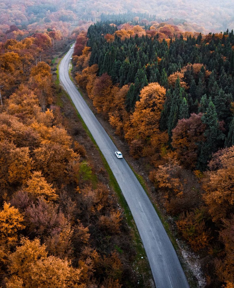 جنگلهای هیرکانی و رویش خطرناک درختان کاج در این منطقه

📸 : Mojtaba saberi