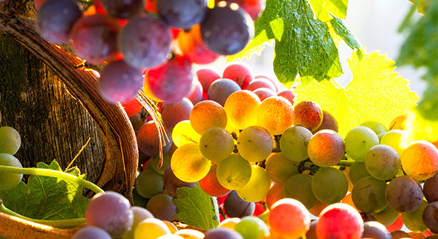 JardinezPlanfor's tweet photo. A planter entre Octobre et Novembre, la vigne doit être taillée en début d'hiver afin d'éliminer les sarments qui ont donné des fruits durant la saison.N'hésitez pas à supprimer quelques feuilles durant l'été pour favoriser les fruits. 
>> https://t.co/amYNs6Zp5z https://t.co/YVcPx6ItNP