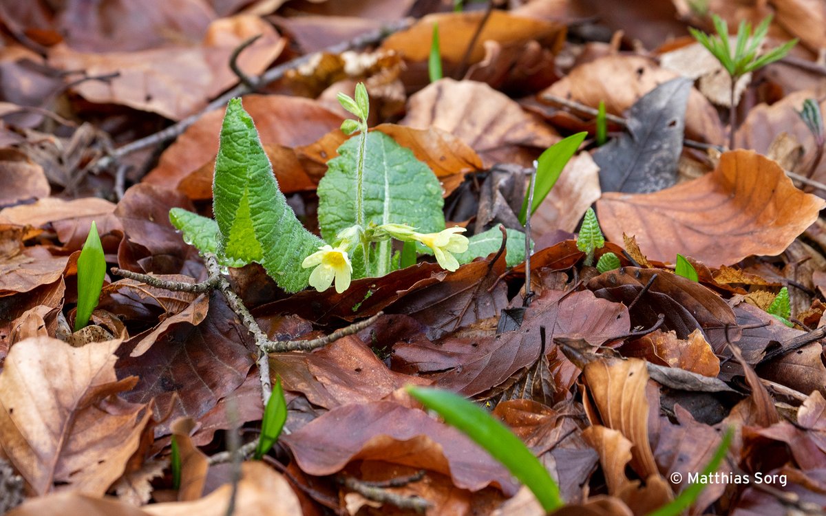 Kein Kontinent verfügt über weniger natürliche Lebensräume als #Europa - das gefährdet die #Artenvielfalt, unsere Lebensgrundlage. Die gute Neuigkeit: 1/4 der Fläche würde sich die Wiederherstellung von nat. Kreisläufen durch die Minimierung menschlicher Eingriffe &amp; die