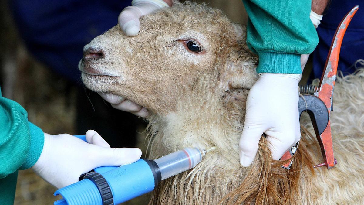 Los ganaderos de las tres unidades veterinarias en las que se ha establecido la vacunación voluntaria contra el #Alcañices <a href="/opiniondezamora/">LA OPINIÓN DE ZAMORA</a> dlvr.it/TFvyQx