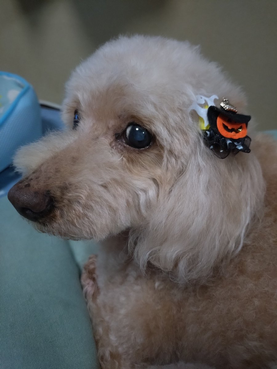 ハロウィン。可愛い。