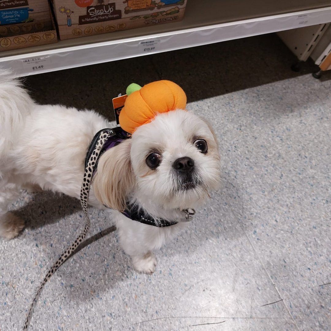 When no one in the office wants to dress up for halloween, so its down to the 'B'arketing Assistant 🐾 🎃

Happy Halloween! 👻

#Ghost #OfficePup #Pumpkin #HappyHalloween #Halloween