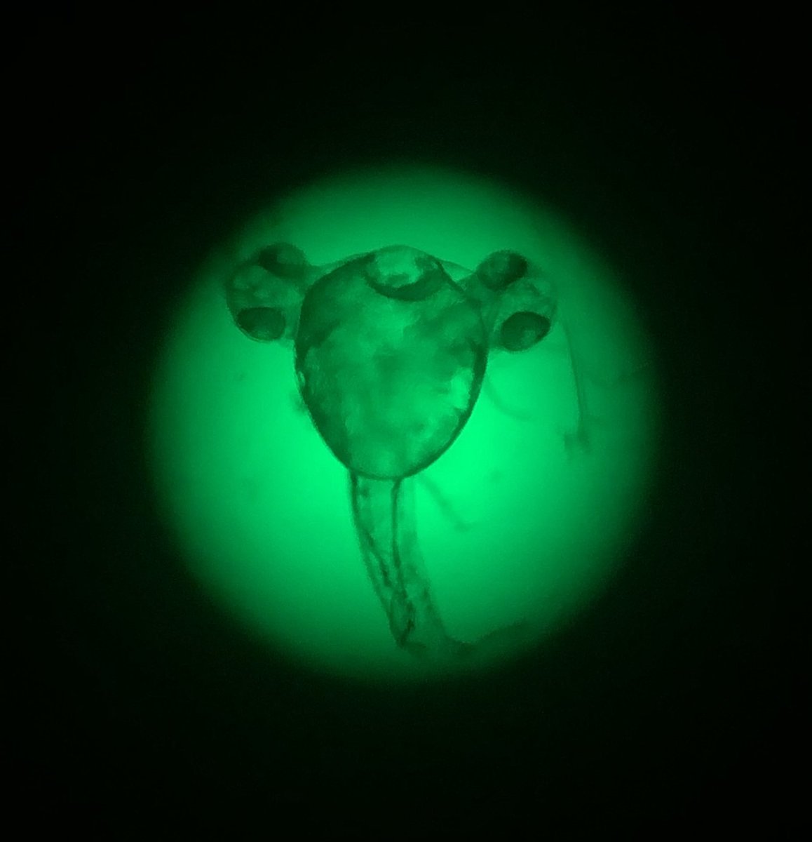 Victoria Deneke tweet media