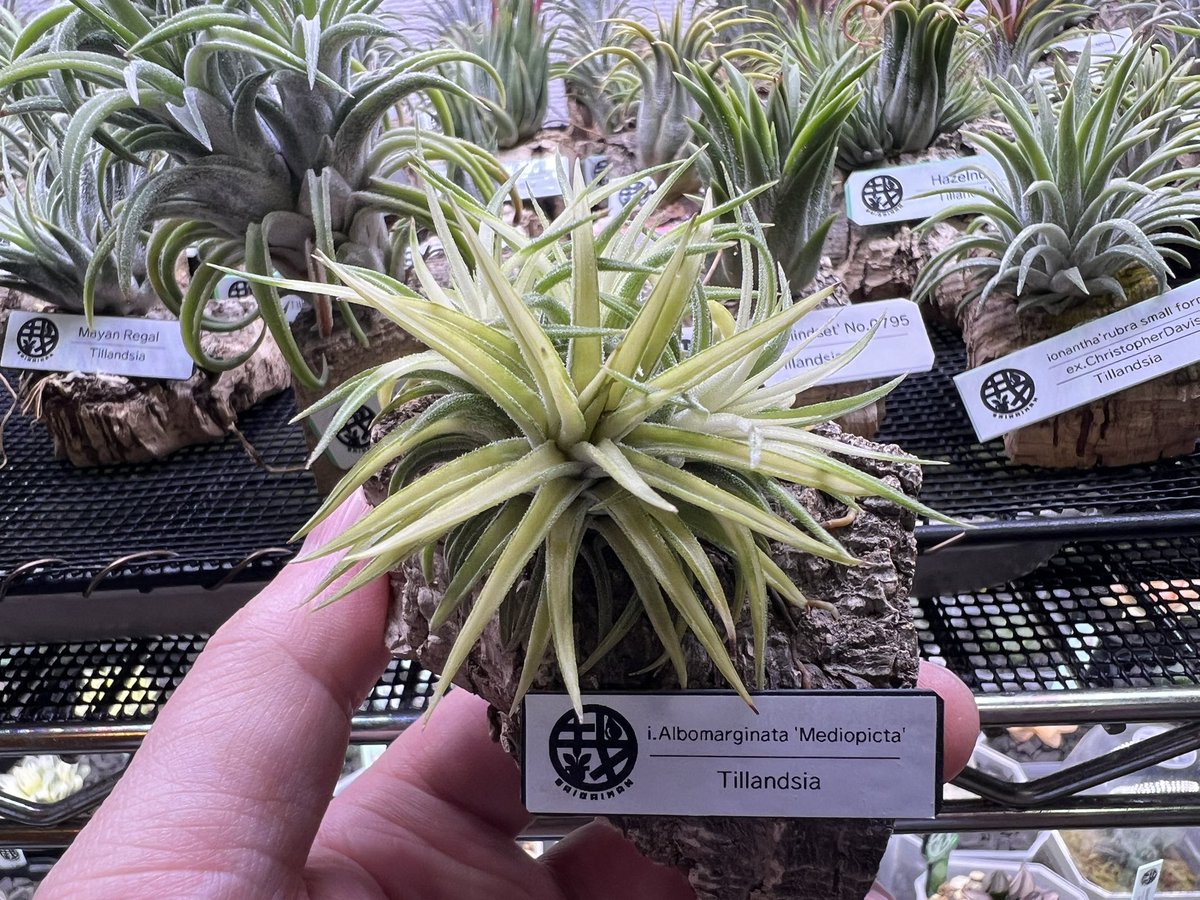 メディオピクタといいます。 斑入りのイオナンタです。 子株が出てきて