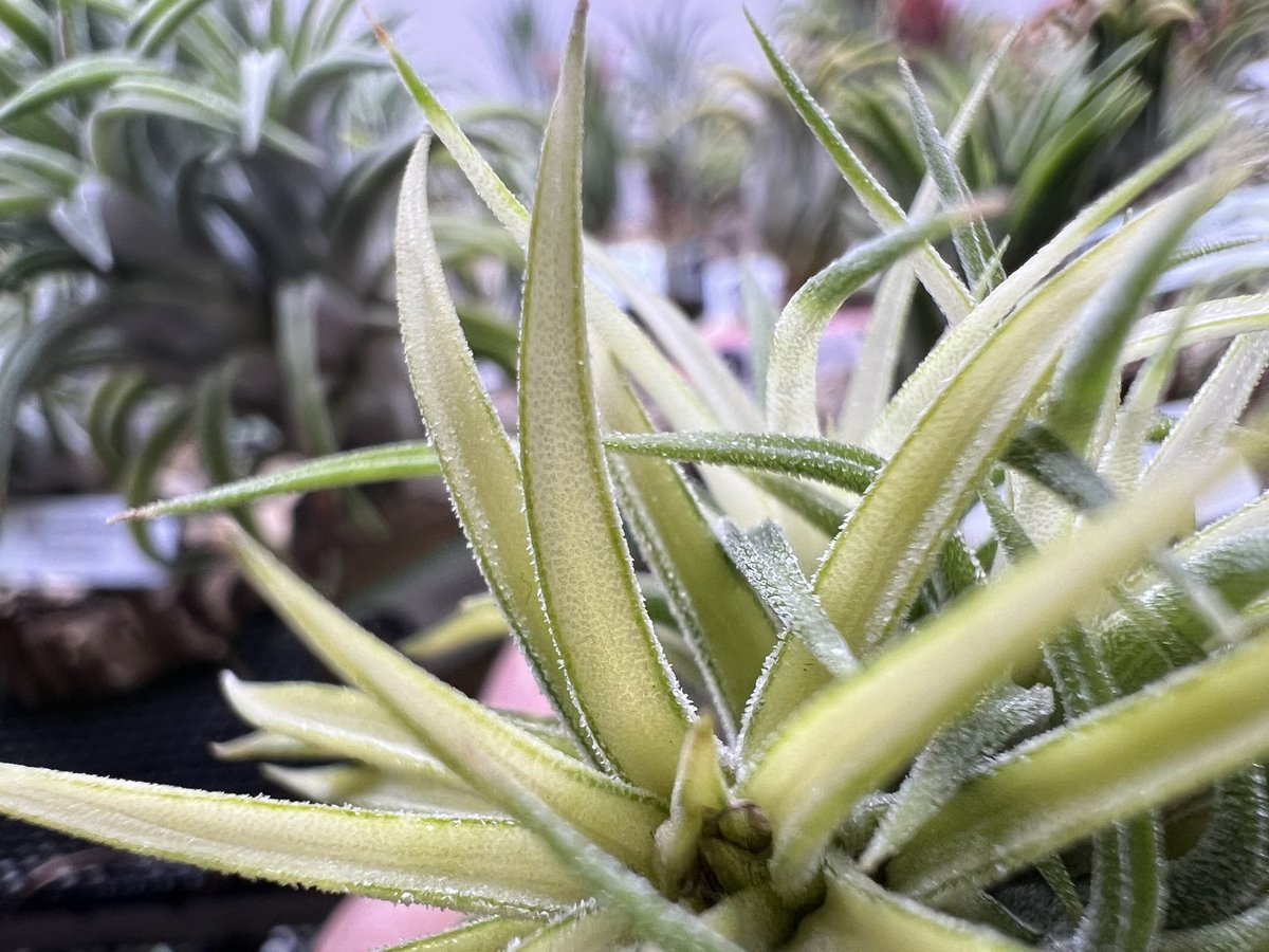 メディオピクタといいます。 斑入りのイオナンタです。 子株が出てきて