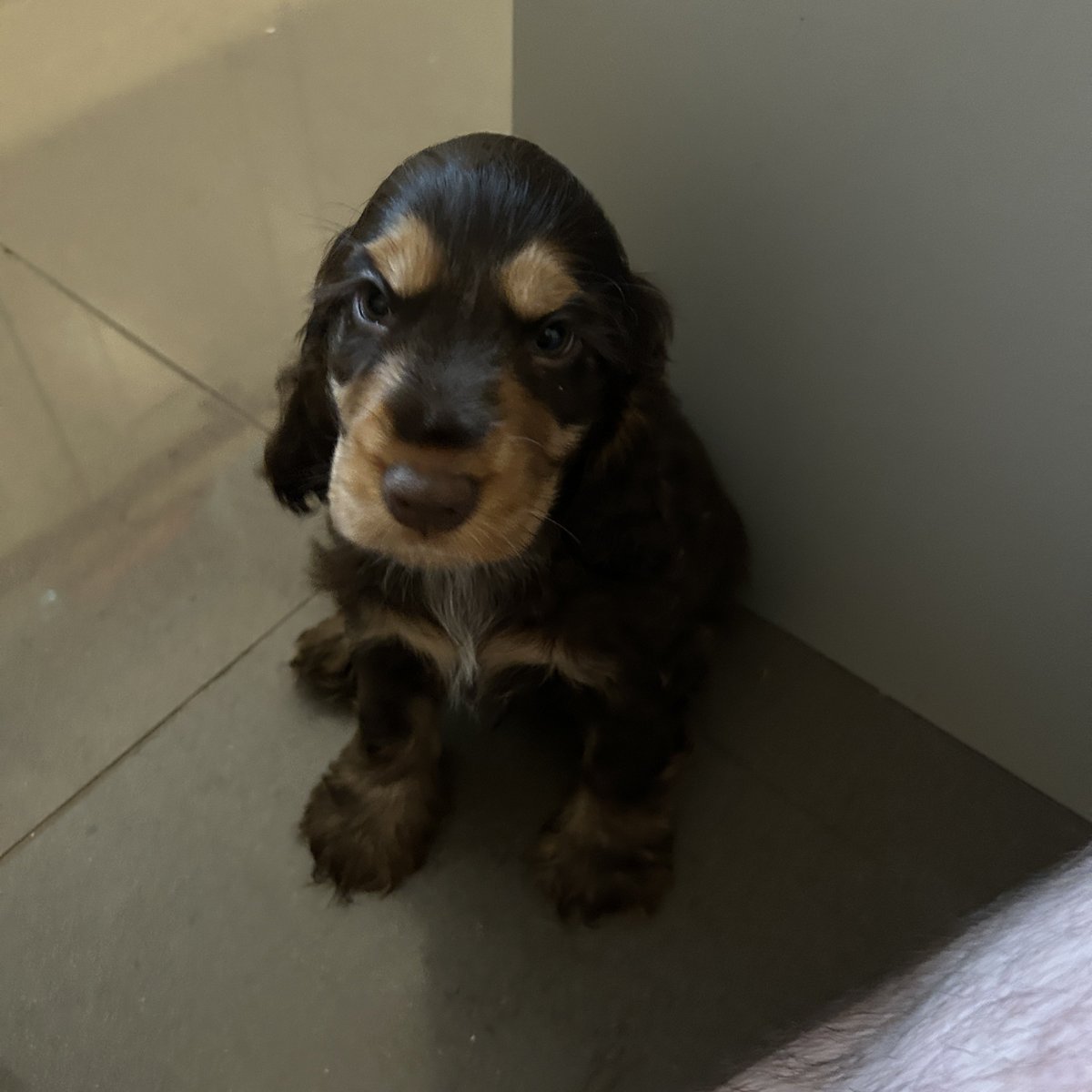 Yesterday, we got a new puppy in the family. His name’s Obi.