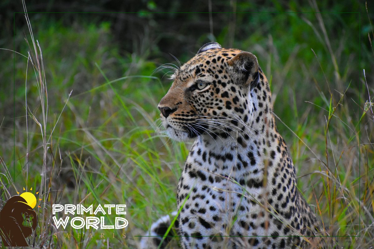 primatews's tweet image. 🌍 Join our 15-day Uganda Safari: Wildlife &amp;amp; Gorilla Tracking Tour! 🦍🦁. Contact: +256 703 904099, info@primateworldsafaris.com. Visit primateworldsafaris.com/tour/15-days-u… #UgandaSafari #GorillaTracking #asiatrip_id #NewZealand #Auckland #Australia #Melbourne #Sydney